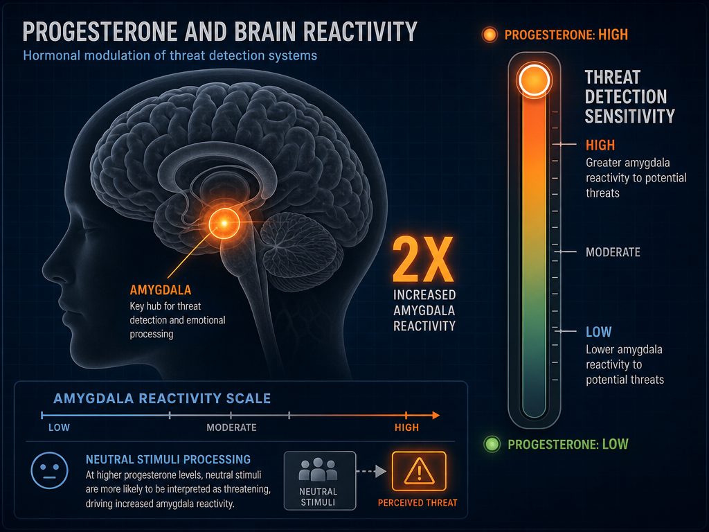 A technical diagram illustrating how rising progesterone levels increase amygdala reactivity and threat detection sensitivity in the brain.