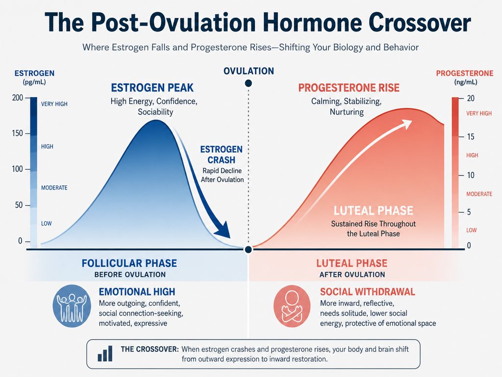 Medical infographic showing the estrogen crash and progesterone rise during the transition from ovulation to the luteal phase in a cycle.