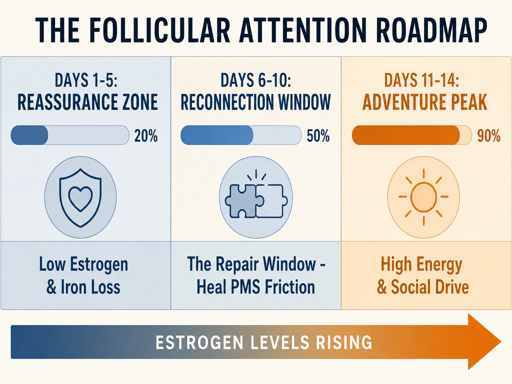 A tactical timeline chart for partners detailing the three stages of the follicular phase: Reassurance Zone, Reconnection Window, and Adventure Peak.