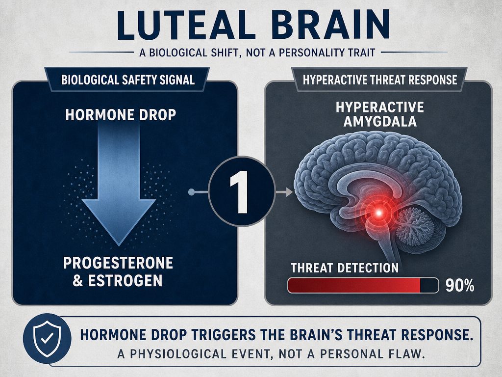 Diagram showing the link between hormone drops and a hyperactive amygdala during the luteal phase for relationship support.