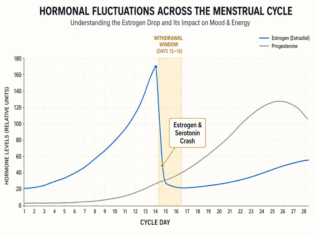 A hormonal cycle graph showing the sharp estrogen drop immediately following ovulation, labeled as the window for potential social withdrawal.