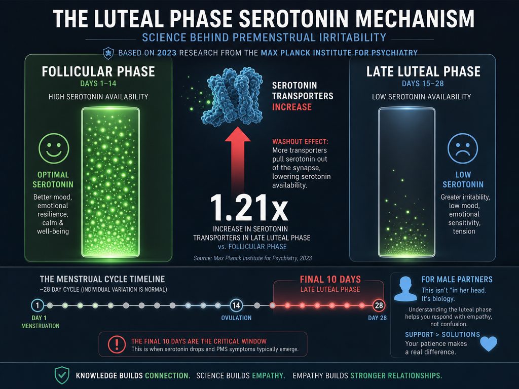 Infographic showing how serotonin transporters increase during the luteal phase, leading to a drop in available serotonin and higher irritability.