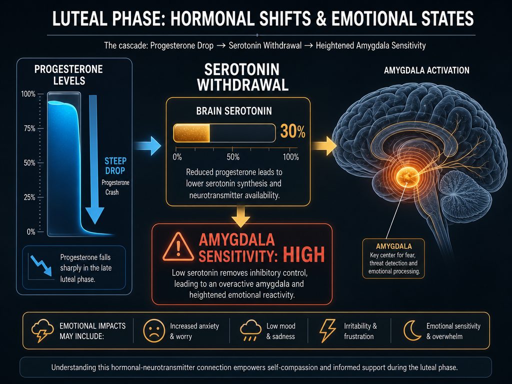 Scientific infographic showing how progesterone and serotonin drops during the luteal phase lead to high amygdala sensitivity and emotional stress.